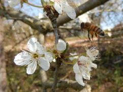 Beobachtung von Insekten (Kl. 6)