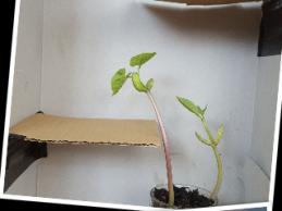 Projekt Bohnenlabyrinth (Kl. 5)