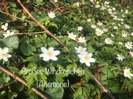 Projekt Frühblüher (Kl. 6)