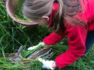 Kitzrettung mit Gras und Handschuhen