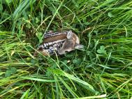 Rehkitz im Gras