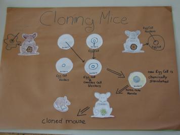 Cloning model experiment